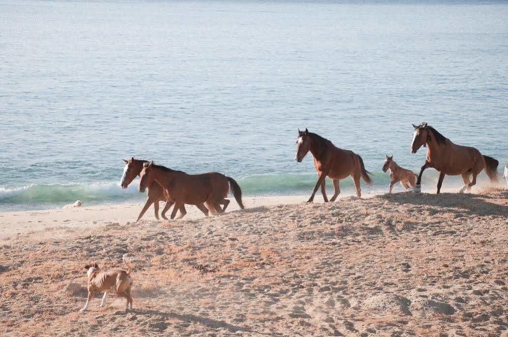 Vidasoul Boca de la Vinorama Bagian luar foto